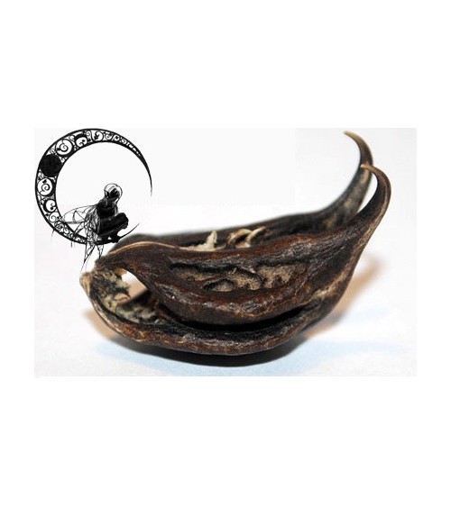 Tête de Chauve Souris