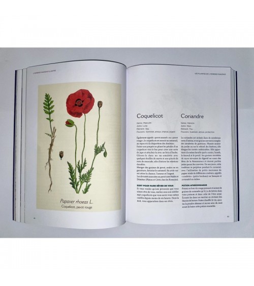 L'herbier magique de la sorcière