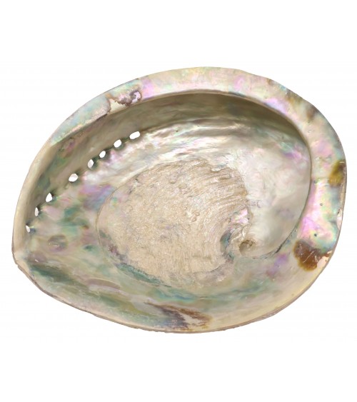 Coquille d'ormeau XL